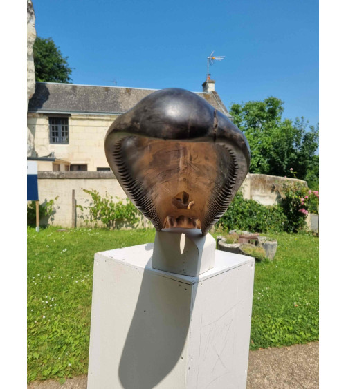 Crâne de canard col vert