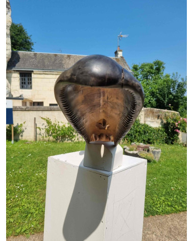 Crâne de canard col vert