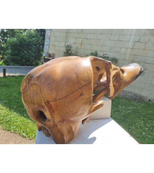 Crâne de canard col vert