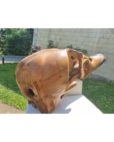 Crâne de canard col vert