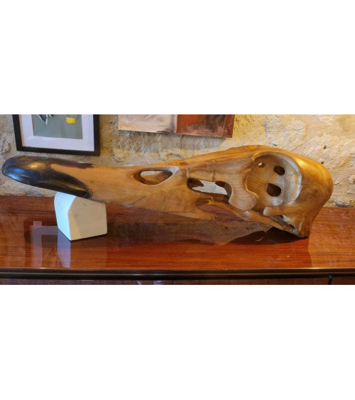 Crâne de canard col vert