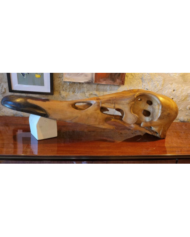 Crâne de canard col vert