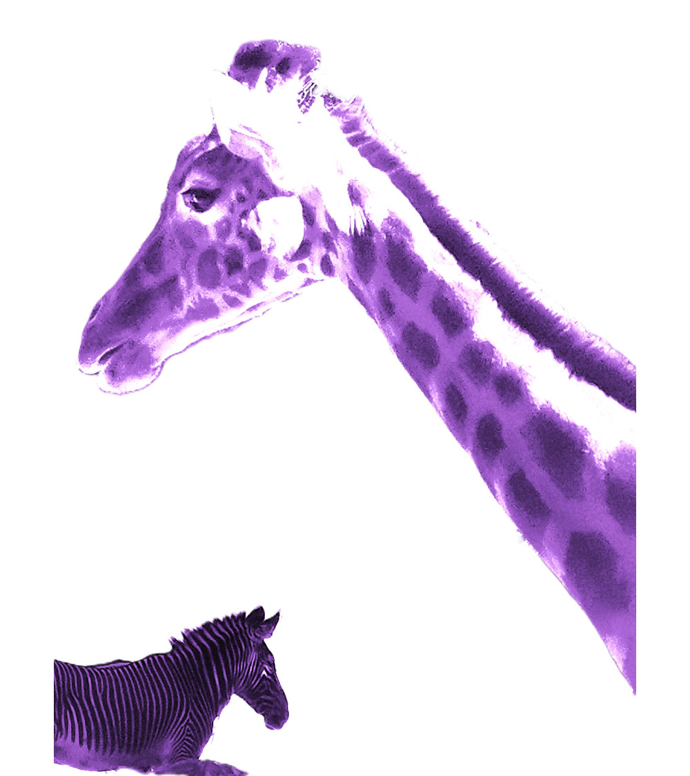 Photographie surréaliste en digigraphie d'une girafe du Niger violette