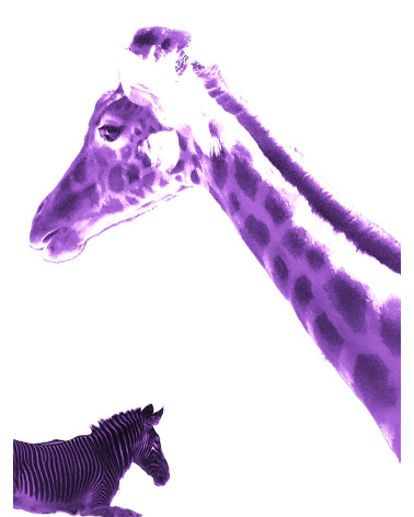 Photographie surréaliste en digigraphie d'une girafe du Niger violette