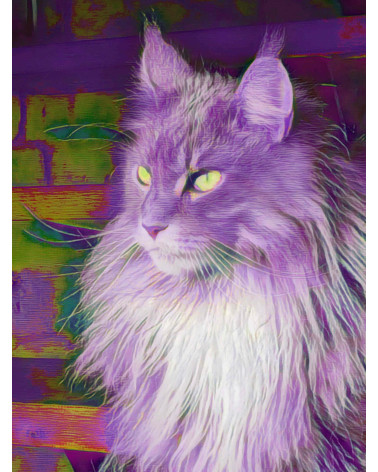 Amazing Cat, le Maine Coon surréaliste et contemporain réalisé par LEV
