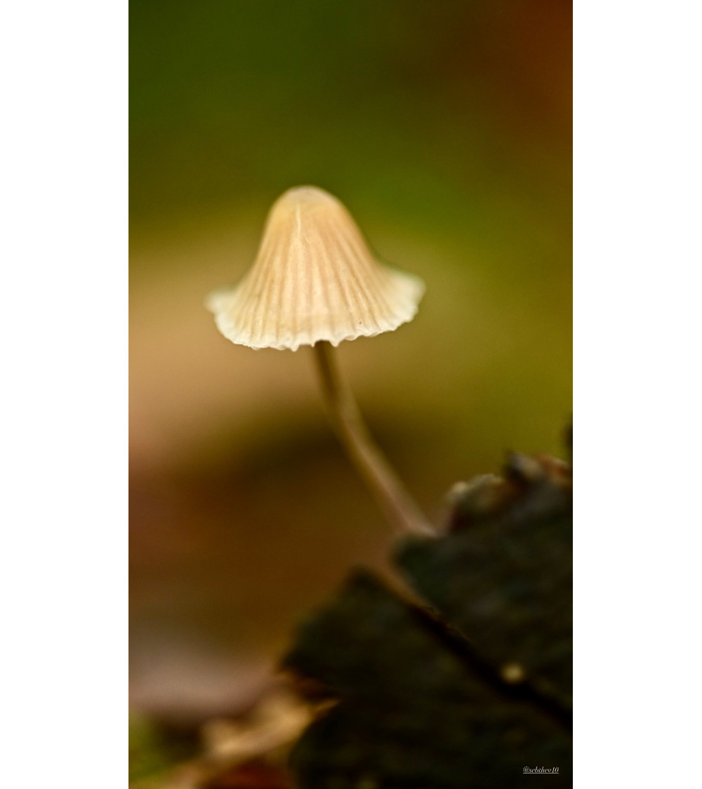 Champignon lumineux