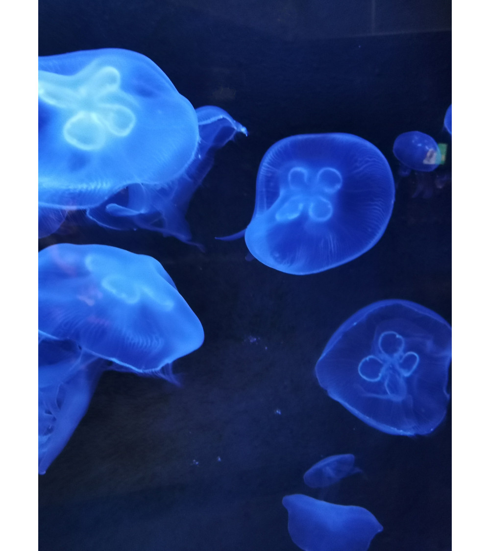 Deep Blue – Photographie d’art méduses en digigraphie limitée