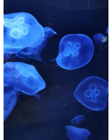 Deep Blue – Photographie d’art méduses en digigraphie limitée