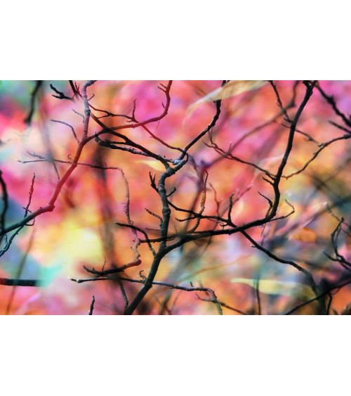 ERABLE II - RESEAU DE BRANCHES - François Chauvin