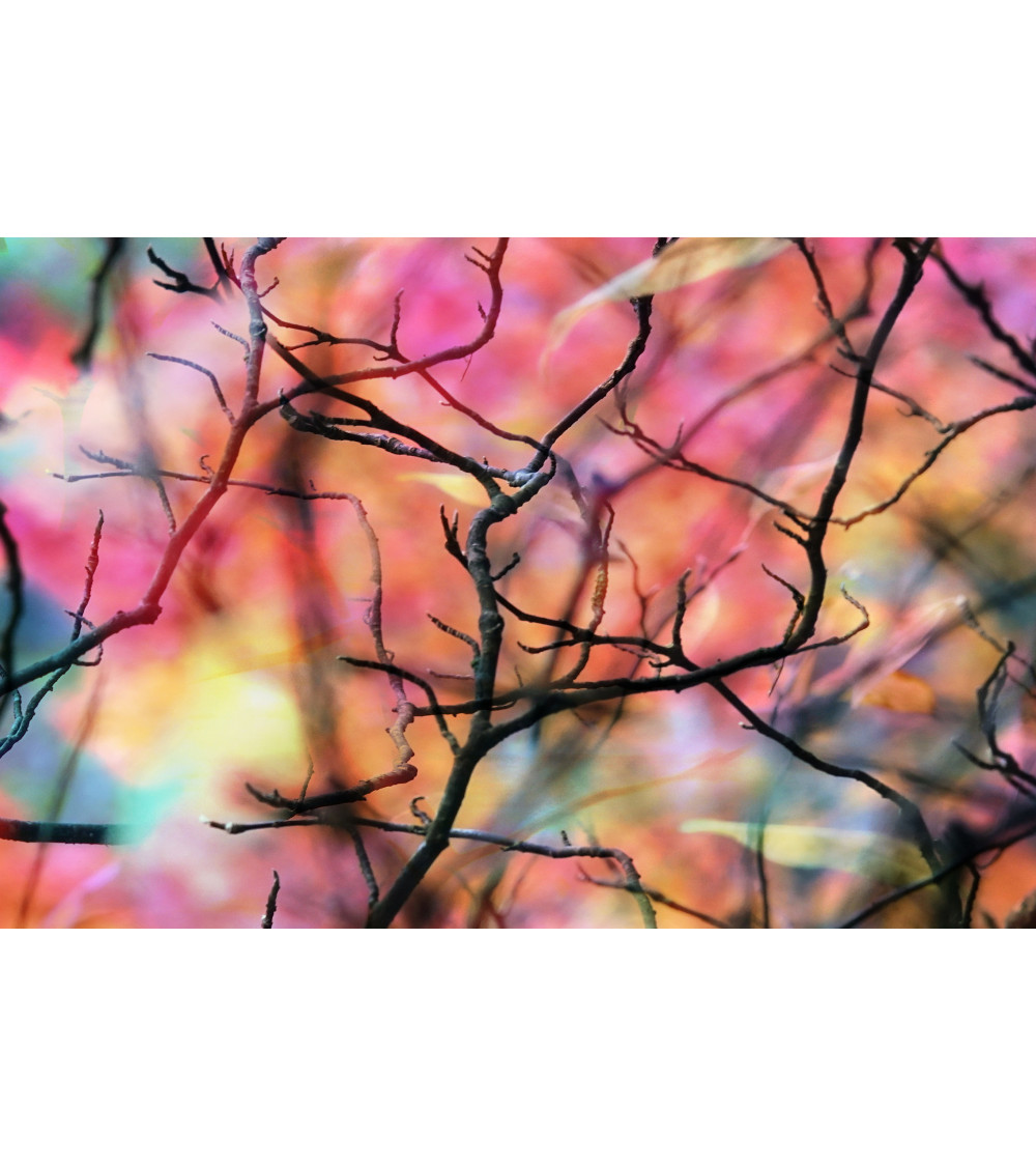ERABLE II - RESEAU DE BRANCHES - François Chauvin