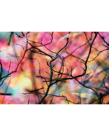 ERABLE II - RESEAU DE BRANCHES - François Chauvin