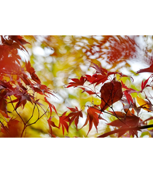 ERABLE III - FEUILLES D'AUTOMNE - François Chauvin