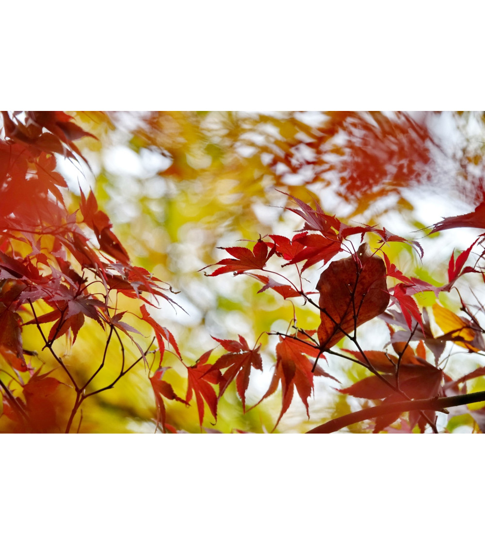 ERABLE III - FEUILLES D'AUTOMNE - François Chauvin