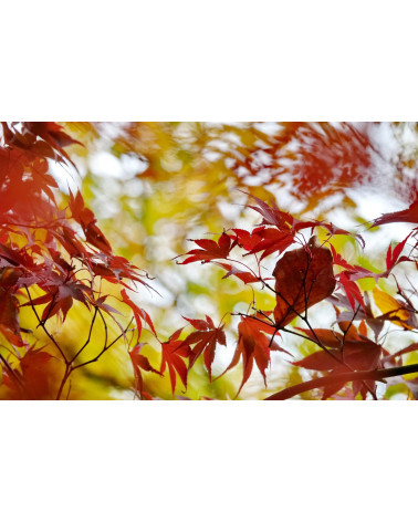 ERABLE III - FEUILLES D'AUTOMNE - François Chauvin