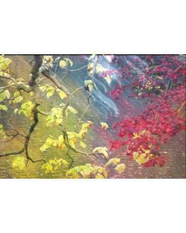 ERABLE VII - BRANCHES SUR L'EAU - François Chauvin