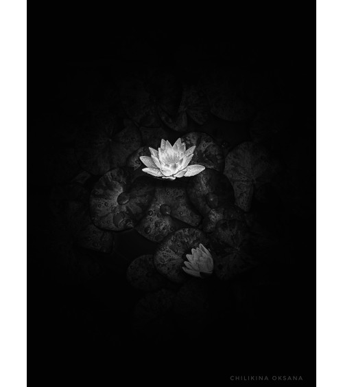Nénuphar – Digigraphie limitée d’Oksana Chilikina | Photographie d’art