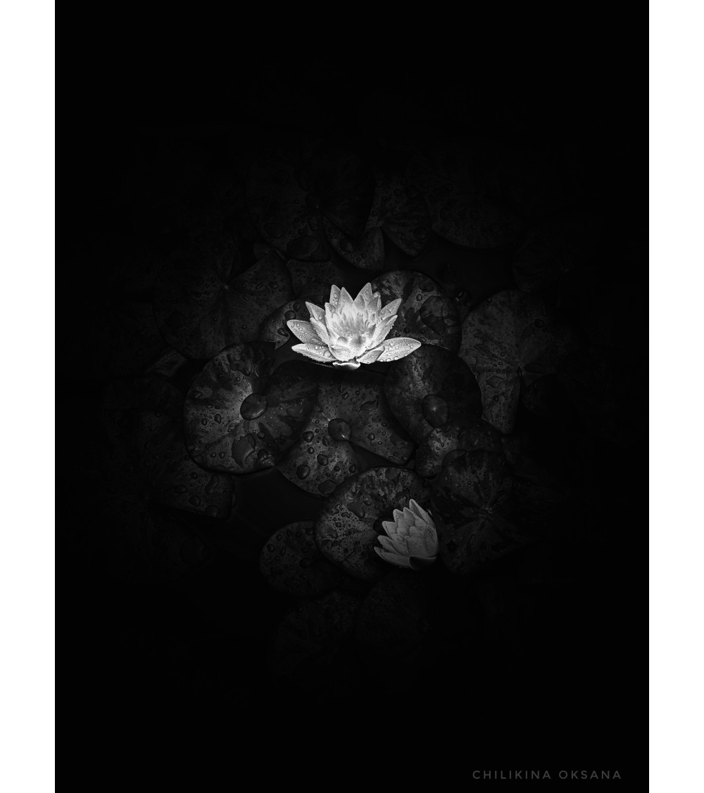 Nénuphar – Digigraphie limitée d’Oksana Chilikina | Photographie d’art