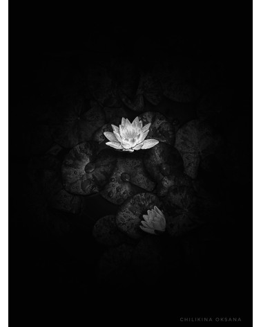 Nénuphar – Digigraphie limitée d’Oksana Chilikina | Photographie d’art