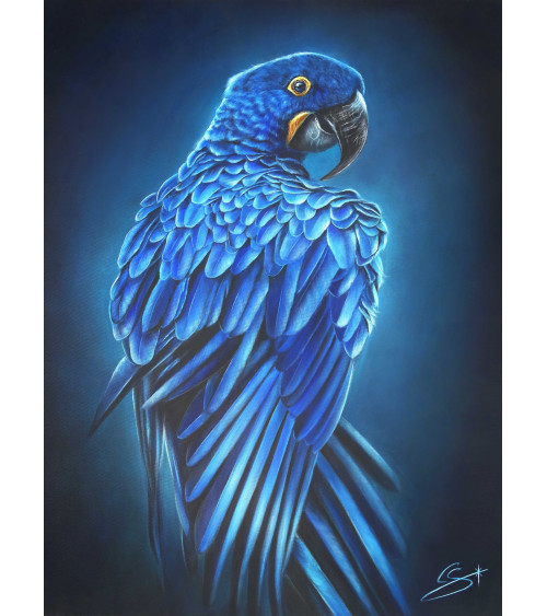 Très beau ara Hyacinthe par la peintre animalière Constance SCHROEDER.