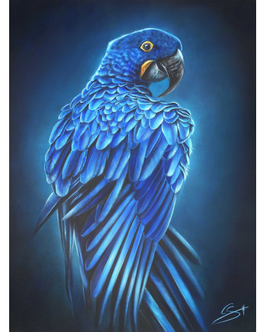Très beau ara Hyacinthe par la peintre animalière Constance SCHROEDER.
