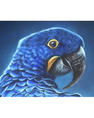 Très beau ara Hyacinthe par la peintre animalière Constance SCHROEDER.