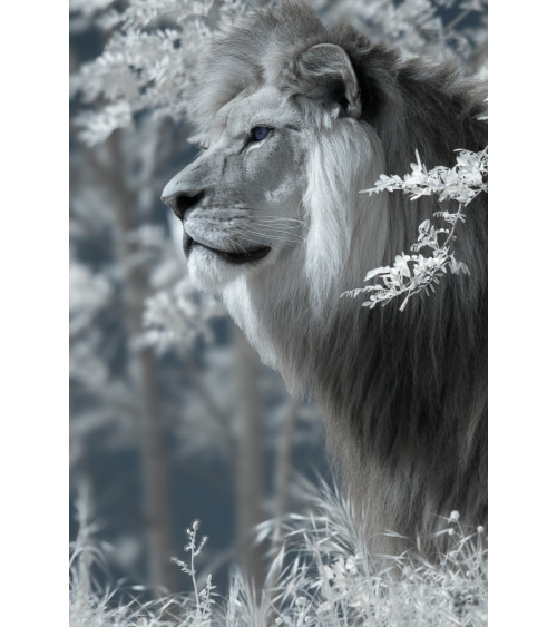 Superbe portrait de profil de Baz, lion majestueux du Bioparc de Doué.