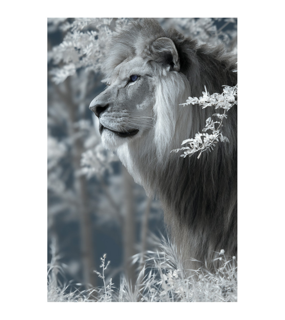 Superbe portrait de profil de Baz, lion majestueux du Bioparc de Doué.
