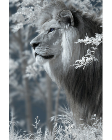Superbe portrait de profil de Baz, lion majestueux du Bioparc de Doué.