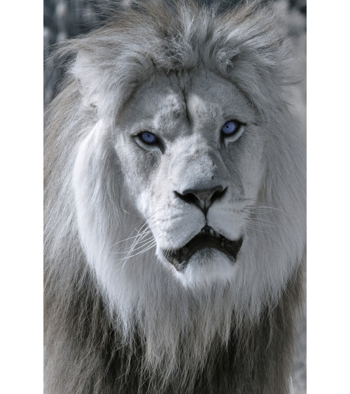 Superbe portrait de profil de Baz, lion majestueux du Bioparc de Doué.