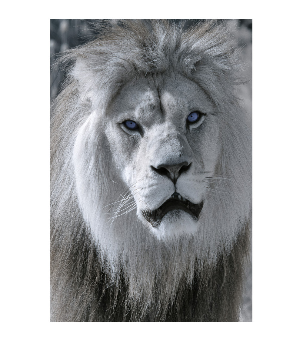 Superbe portrait de profil de Baz, lion majestueux du Bioparc de Doué.