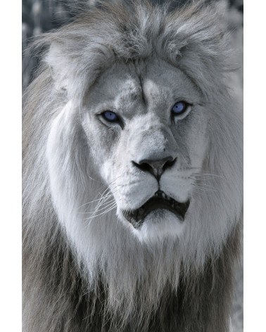 Superbe portrait de profil de Baz, lion majestueux du Bioparc de Doué.