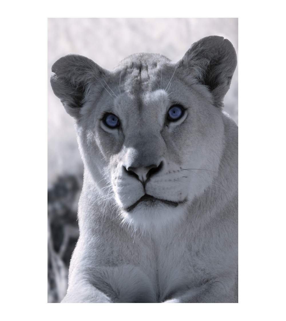 Superbe portrait de profil d'une superbe lionne du Bioparc.