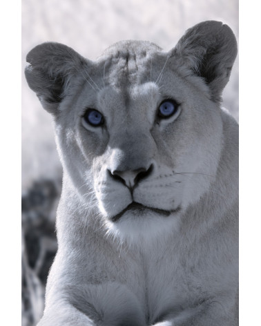 Superbe portrait de profil d'une superbe lionne du Bioparc.