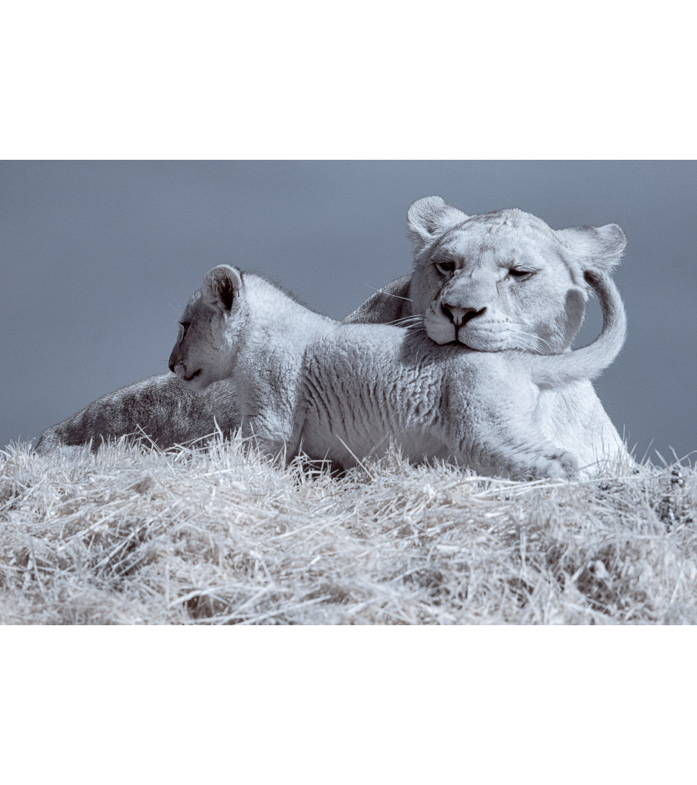 Superbe portrait de famille de lions, au Bioparc de Doué.