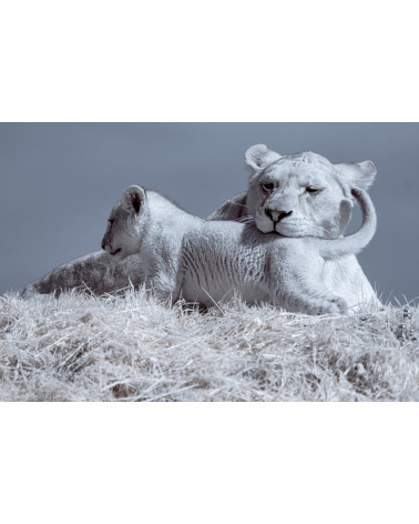 Superbe portrait de famille de lions, au Bioparc de Doué.