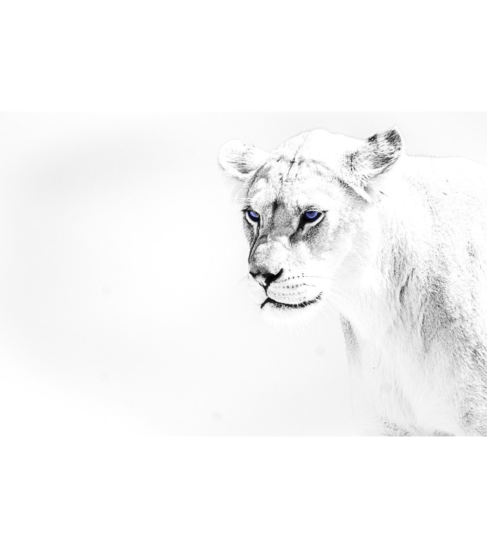 Superbe portrait de profil d'une superbe lionne du Bioparc.